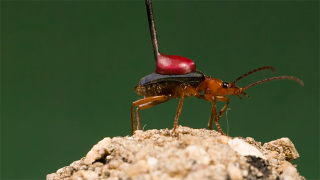 Illustration for article titled The 'Explosive' Bombardier Beetle Got Robbed by a Dingo for the Title of Most Interesting Genome